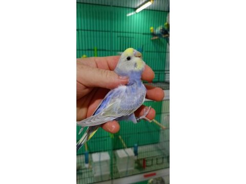 Rainbow muhabbet kuşu yavruları
