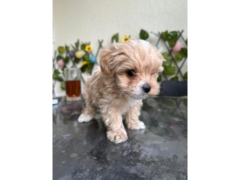 Köpeğimiz milka mızı sahiplenecek bir aile arıyoruz