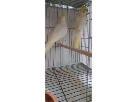 Dişi albino lutino damızlık yetişkin sultan papağanlar