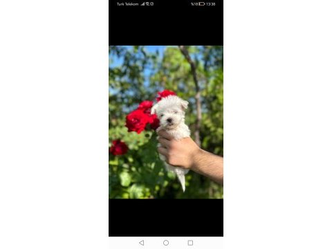 Maltese terrier