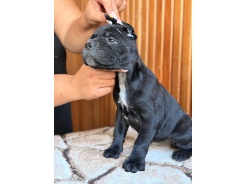 Dev adayları cane corso