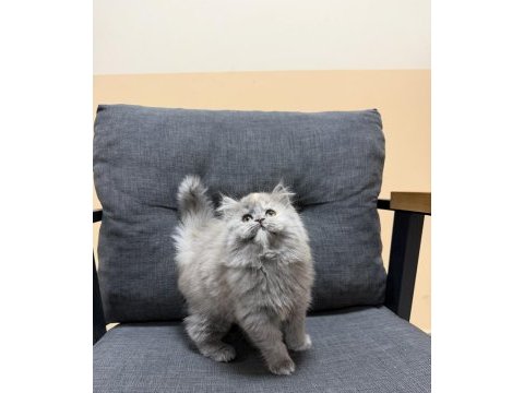 British yavrularımız