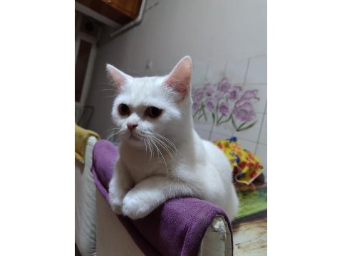 10 aylık beyazım british shorthair