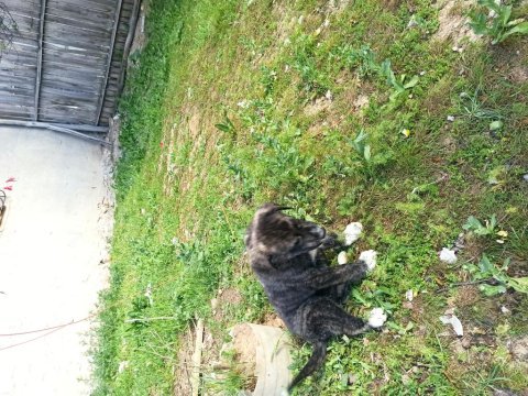 Kangal la presa canario kırması köpeğimiz