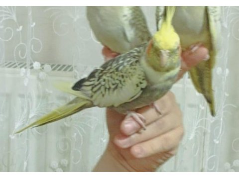 Takım yada tek sultan papağanı kampanyalı