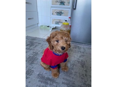 Maltipoo yavrumuz