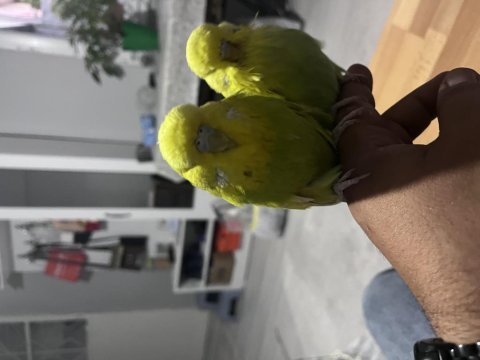 Show jumbo dişi yavru show jumbo dişi yetişkin muhabbet kuşu