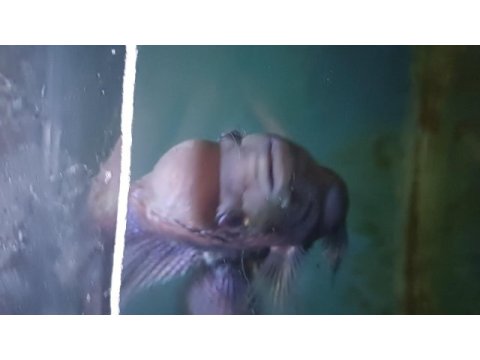Ele alışık vahşi flowerhorn