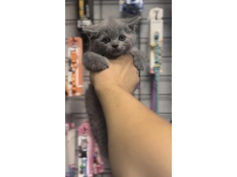 Safkan ayı surat british shorthair bebekler
