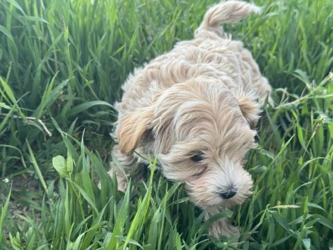 Petmode köpek çiftliğinden kore maltipoo yavrular