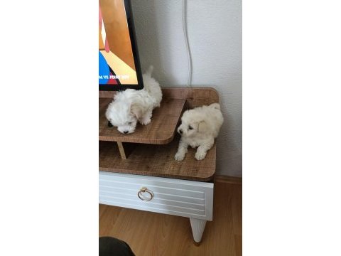 50 günlük maltipoo yavru