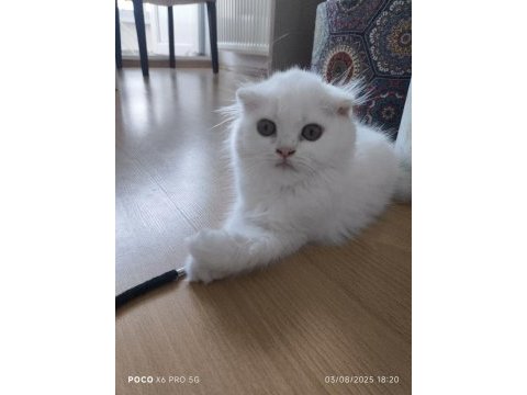 Küçük scottish fold minnaklar