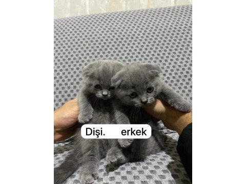 Uygun kedilerimiz