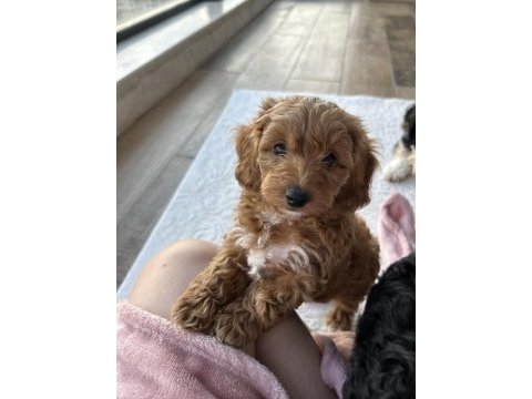 Mini maltipoo yavruları