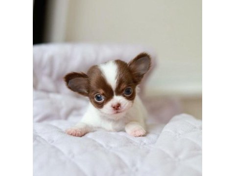 Mini elma kafa küt burun chihuahua bebekler