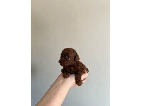 Red brown kore toy poodle yavrular