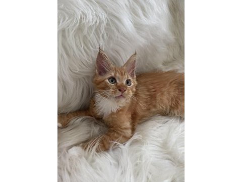 Nadir ve özel renklerde safkan maine coon yurt dışı