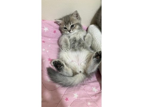 3 tane dişi 2 aylik british shorthair yavru kedimiz