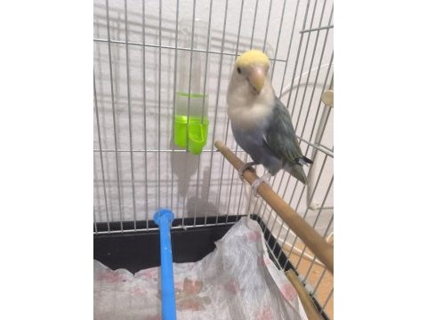 Kuşlarım çok sağlıklı
