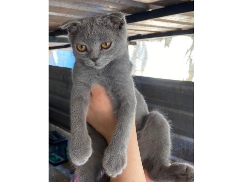 3 adet 3 aylık yavru british shorthair