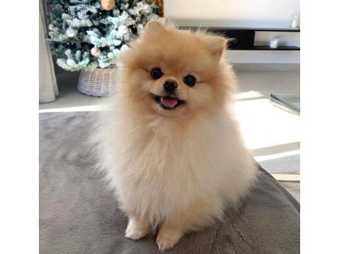 Safkan pomeranian boo bebeklerimiz