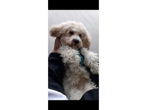 8 aylık köpeğimiz acil verilecektir