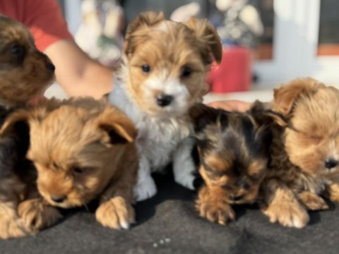 Tea cup morkie yavrular petmode de ziyarete açık