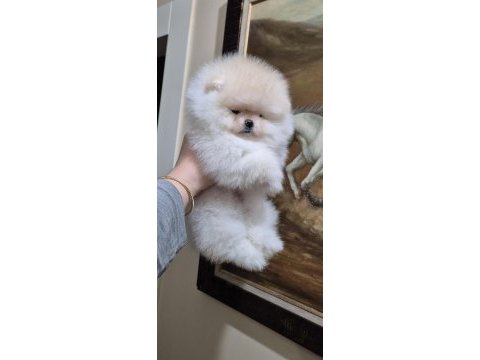 Üst kalite efsane dişi pomeranian