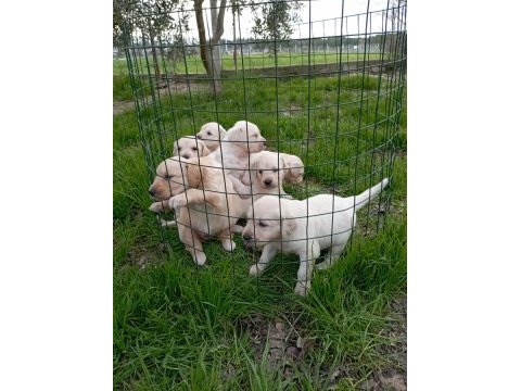 Golden retriever yavrularımız