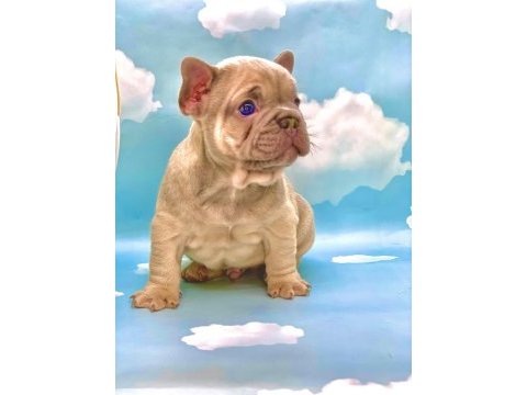 Üst kalite blue fawn french bulldog erkek