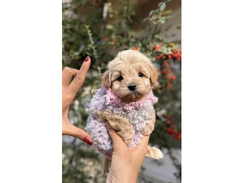 Irk ve sağlık garantili maltipoo bebekler