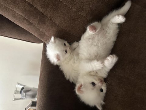 2 buçuk aylık british longhair yavrular
