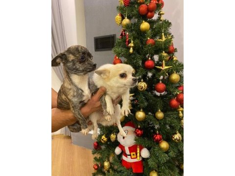 Eşli minyatür köpekler