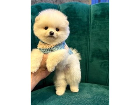 Pomeranian boo yavru köpeklerimiz