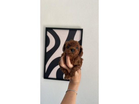 Toypoodle yavrularımız 