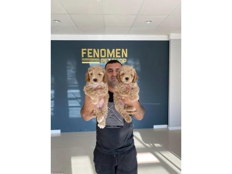Maltipoo yavrular magazamızda canlı görün