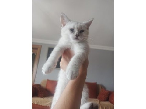 British shorthair kedimiz ömürlük yuvasını arıyor