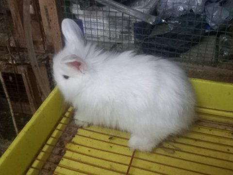 1 aylık orjinal angora (akara) tavşan yavruları