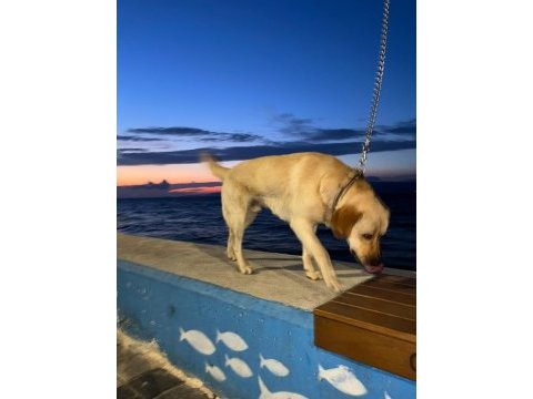 Labrador retriever ücretsiz sahiplendirilecek