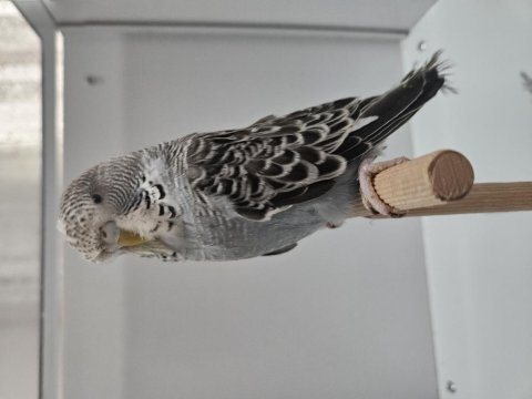 Jumbo muhabbet kuşu yavrular