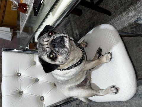 4 yaşında aşıları tam pug