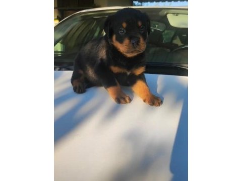Orjinal rottweiler yavrular ırk sağlık garantili
