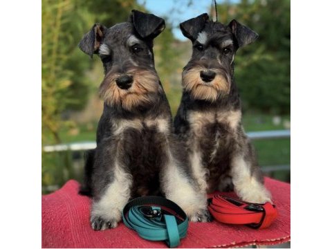 Miniature schnauzer black and silver (fcı pedigree)