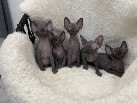 Sphynx sfenks tüysüz dişi erkek yavruları