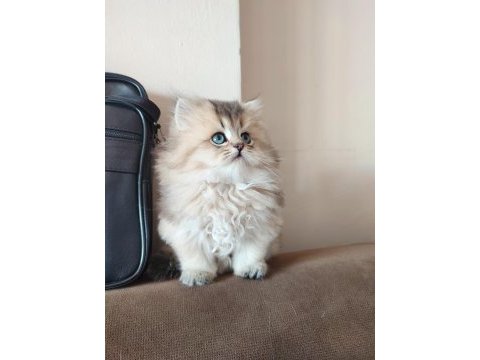 Harika british longhair yavrumuz