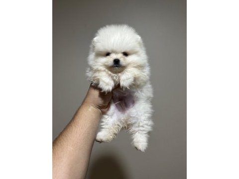 Pomeranian yavrular sıfır boy kg garantili