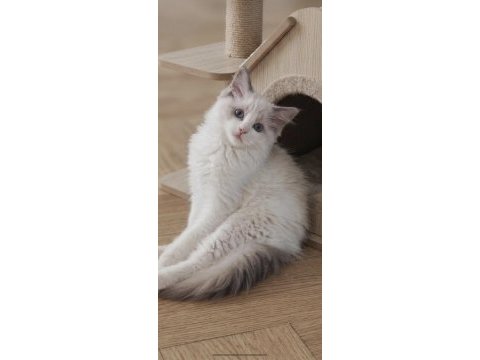 Secereli ragdoll yavrular