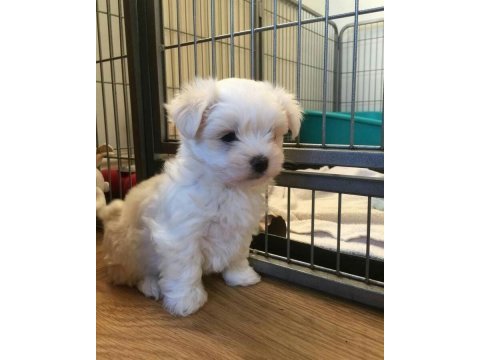 Maltese terrier yavrular aynı gün teslimat