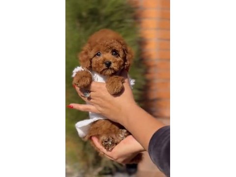 Toy poodle yavru
