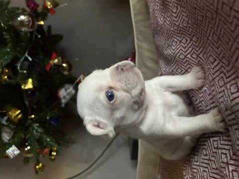Egzotik french bulldog yavrularımız rezerveye açılmıştır